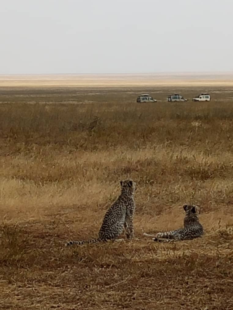 Two cheetah sitting upright in dry grass on an open plain, backs to the camera, watching three safari vehicles parked far off on the horizon.