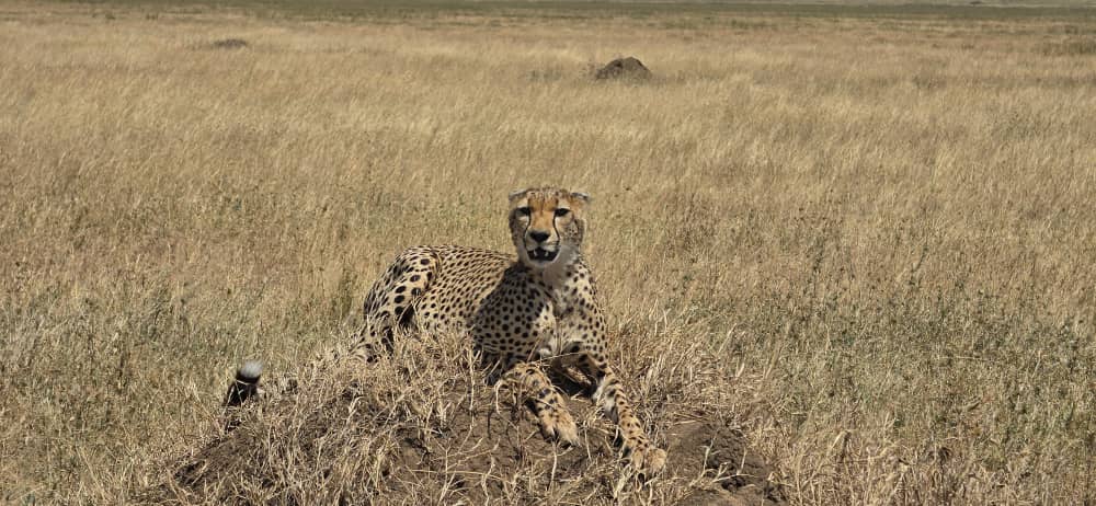 A cheetah lying on top of a termite mound in open golden grassland, front paws over the edge, looking directly into the camera.