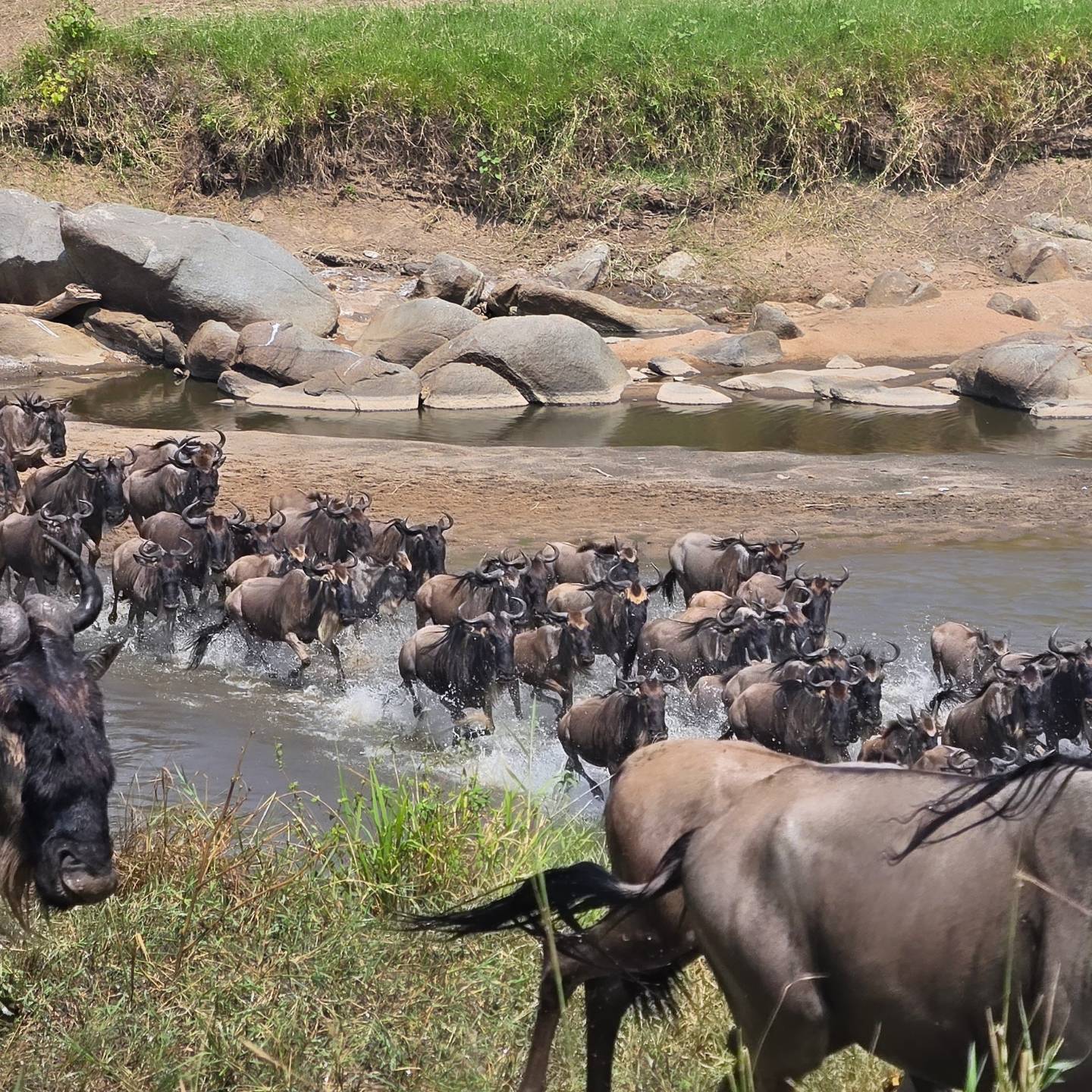 A column of wildebeest galloping across a river, spray thrown up around them, the herd still coming down the bank behind.
