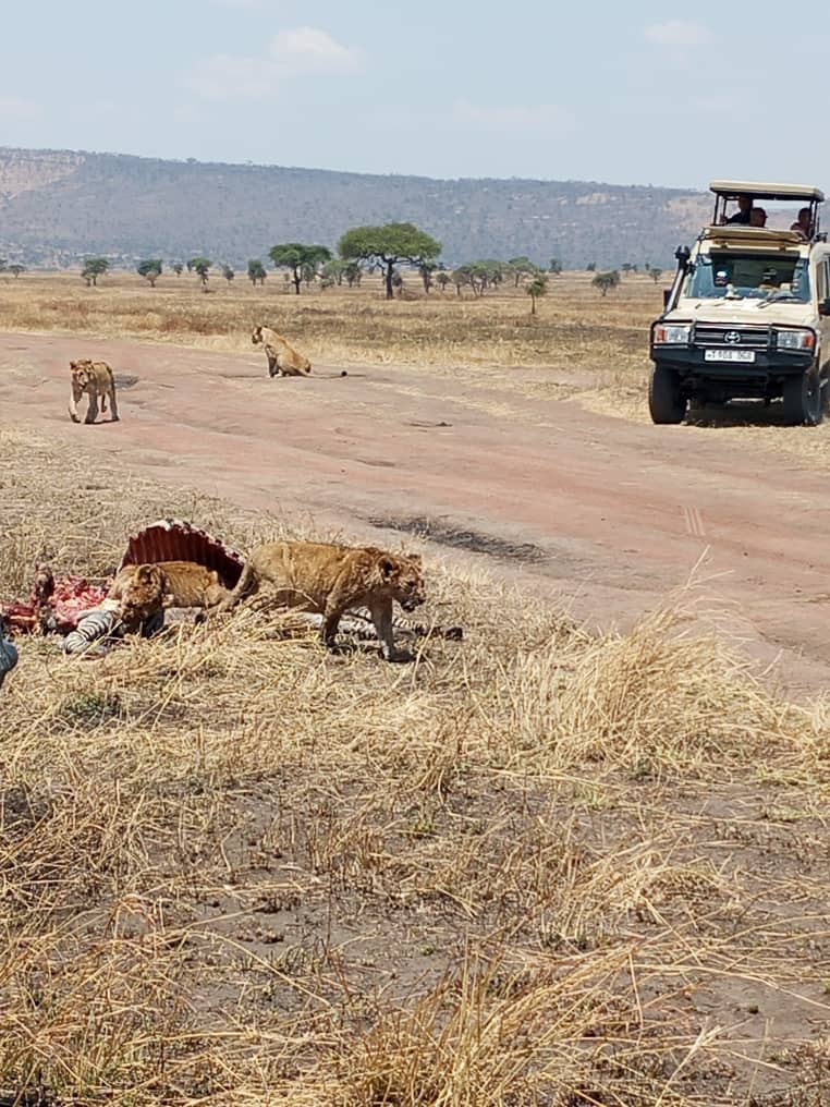 Lionesses feeding on a zebra carcass in short grass beside a track, two more lions walking in from the plain behind, a safari vehicle stopped at a distance on the road.