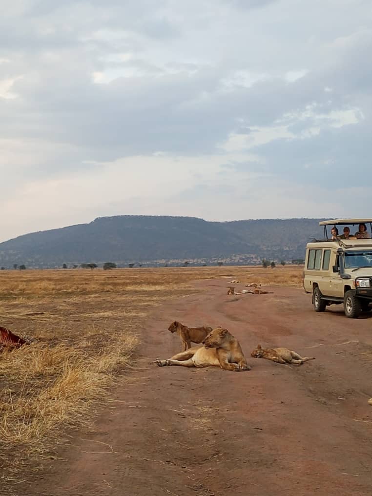 A pride of lions lying stretched out across a dirt track in late-afternoon light, cubs among the adults, a safari vehicle waiting alongside with guests looking down from the open roof.